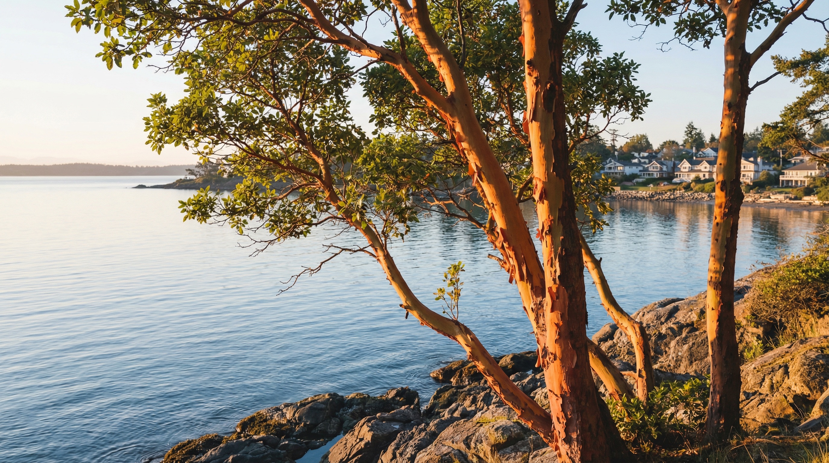 Arbutus trees along the Oak Bay shoreline